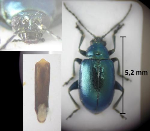Altica tamaricis